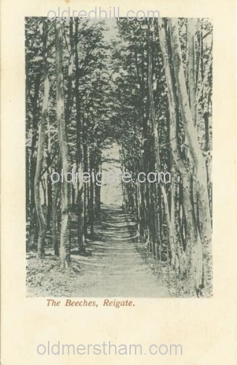 Image number 4432&prevurl=reigatehill3