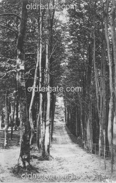 Image number 4433&prevurl=reigatehill3