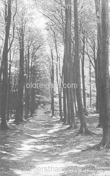 Image number 4435&prevurl=reigatehill3