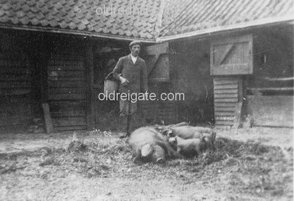 Image number 786&prevurl=chaldon